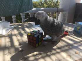 Lost African Grey