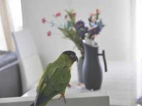 Lost Conure