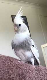 Lost Cockatiel