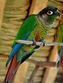 Lost Conure