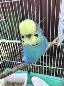 Lost Budgerigar