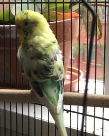 Lost Budgerigar