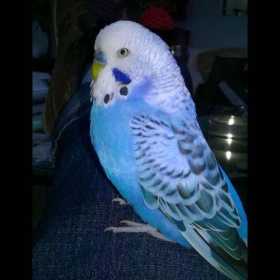 Lost Budgerigar