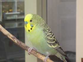 Lost Budgerigar