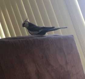 Lost Cockatiel