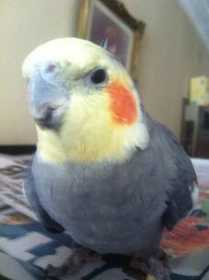 Lost Cockatiel