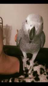 Lost African Grey