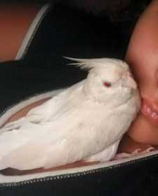 Lost Cockatiel