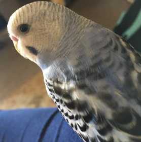 Lost Budgerigar