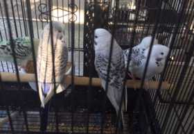 Lost Budgerigar