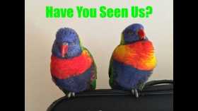 Lost Lory / Lorikeet