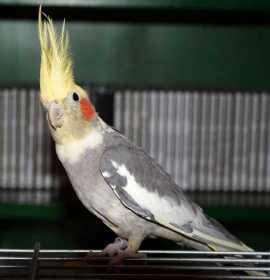 Lost Cockatiel
