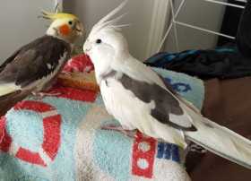 Lost Cockatiel