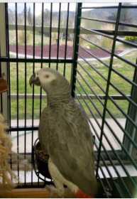 Lost African Grey