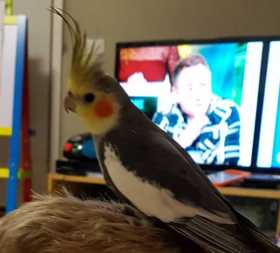 Lost Cockatiel