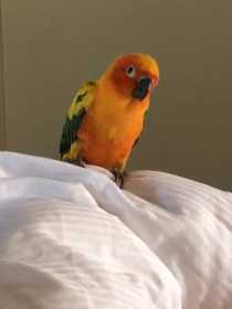 Lost Conure