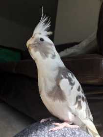 Lost Cockatiel