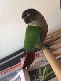 Lost Conure