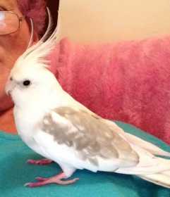 Lost Cockatiel