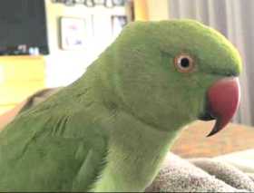 Lost Indian Ringneck Parakeet