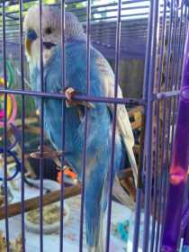 Lost Budgerigar