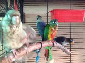 Lost Conure