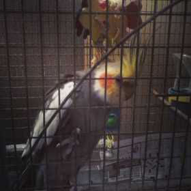 Lost Cockatiel