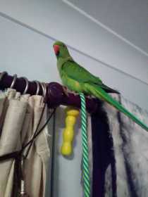 Lost Indian Ringneck Parakeet