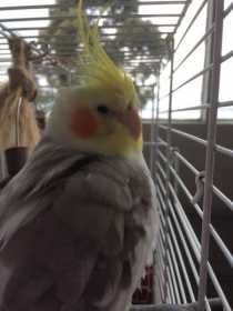Lost Cockatiel