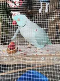 Lost Indian Ringneck Parakeet