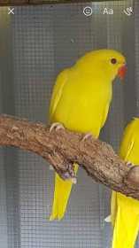 Lost Indian Ringneck Parakeet