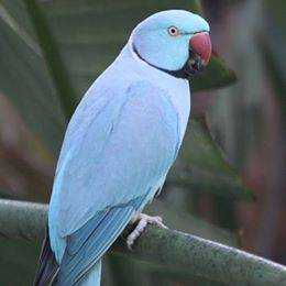 Lost Indian Ringneck Parakeet