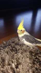 Lost Cockatiel