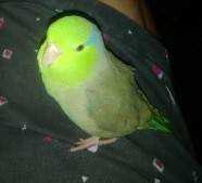 Lost Parrotlet