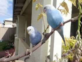 Lost Budgerigar