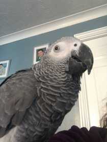 Lost African Grey