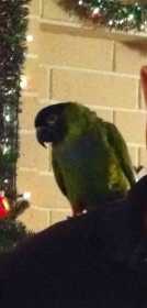 Lost Conure