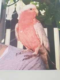 Lost Galah Cockatoo