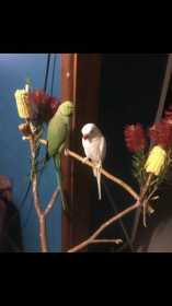 Lost Indian Ringneck Parakeet