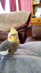 Lost Cockatiel