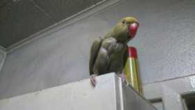 Lost Indian Ringneck Parakeet