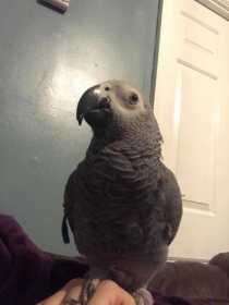 Lost African Grey