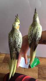 Lost Cockatiel