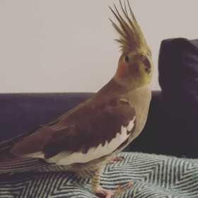 Lost Cockatiel