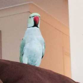 Lost Indian Ringneck Parakeet