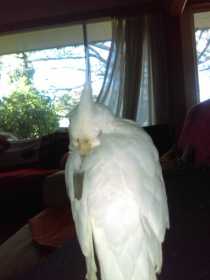 Lost Cockatiel