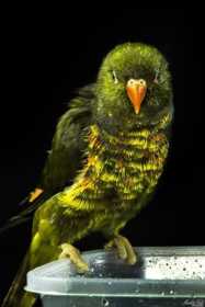 Lost Lory / Lorikeet