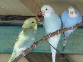 Lost Budgerigar