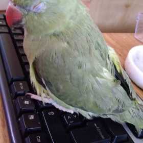 Lost Indian Ringneck Parakeet