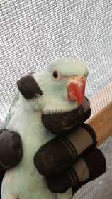 Lost African Ringneck Parakeet